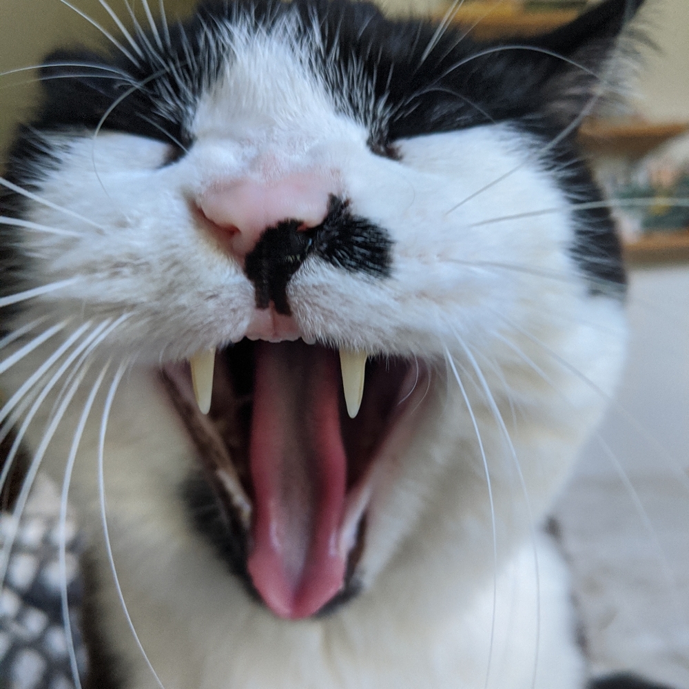 Meet your Posher, Max